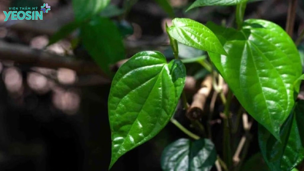 Mẹo trị hôi nách tại nhà tạm thời bằng lá trầu không