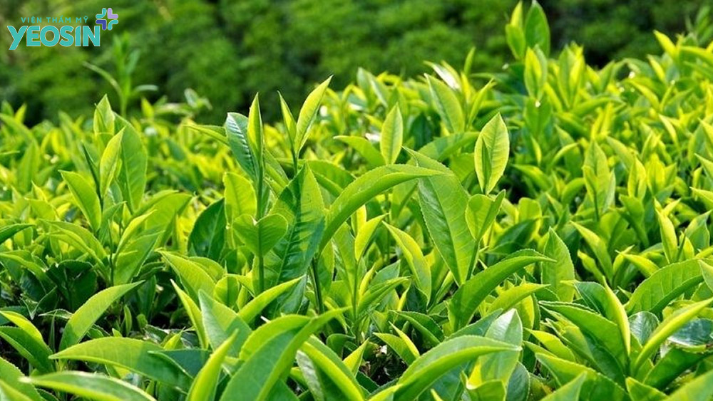 Mẹo khử mùi hôi nách tại nhà hiệu quả bằng lá trà xanh